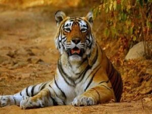 6 tigers died in a week