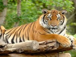 6 tigers died in a week