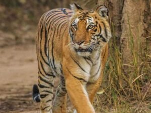 6 tigers died in a week