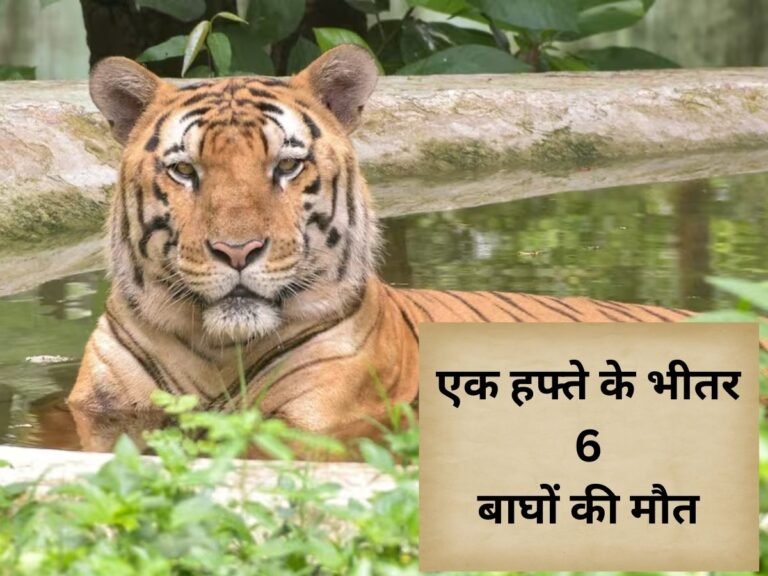 6 tigers died in a week