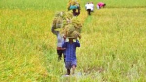 किसानों के लिए खुशखबरी,शुरू होगी Lakhpati 1 Bigha Farmer Scheme 2025