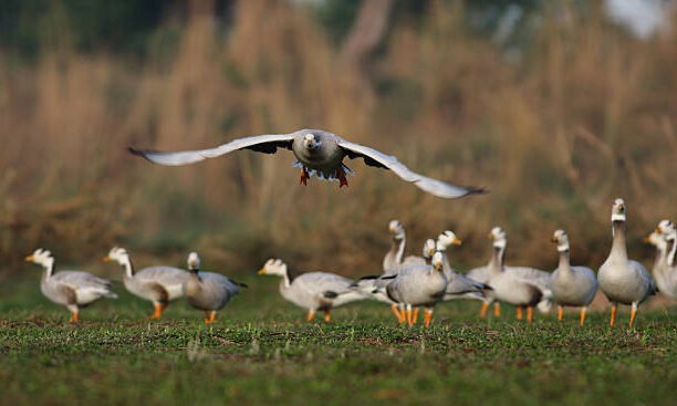 migratory-birds-jhajjar-bar-headed-goose-haryana-winter-2025