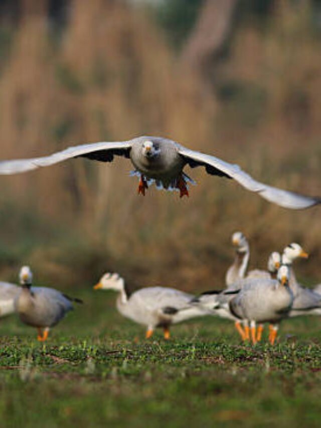 migratory-birds-jhajjar-bar-headed-goose-haryana-winter-2025