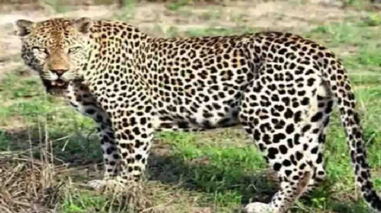 उत्तराखंड में गुलदार के हमले से व्यक्ति की मौत की घटना का दृश्य