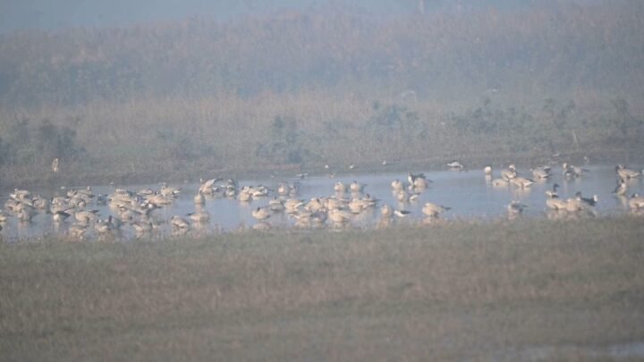 migratory-birds-jhajjar-bar-headed-goose-haryana-winter-2025
