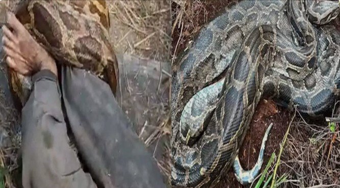 Raigarh youth attacked by python