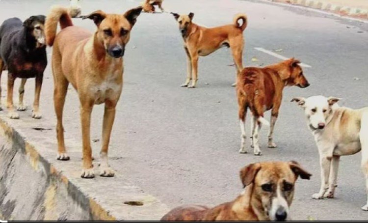 कॉलेज कैंपस में आवारा कुत्ते, शिक्षकों के बाद अब प्रोफेसरों को मिली जिम्मेदारी
