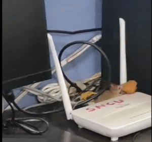 चूहों का आंतक