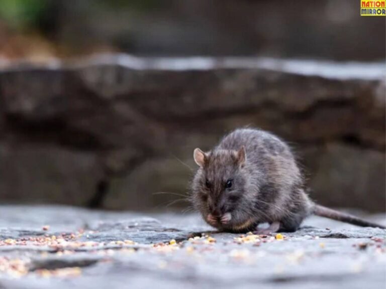 नींबू का उपयोग करके घर से चूहे भगाते हुए घरेलू उपाय