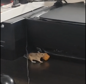 नजर आ रहे चूहें.