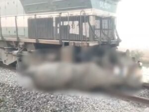 7 हाथियों की मौत