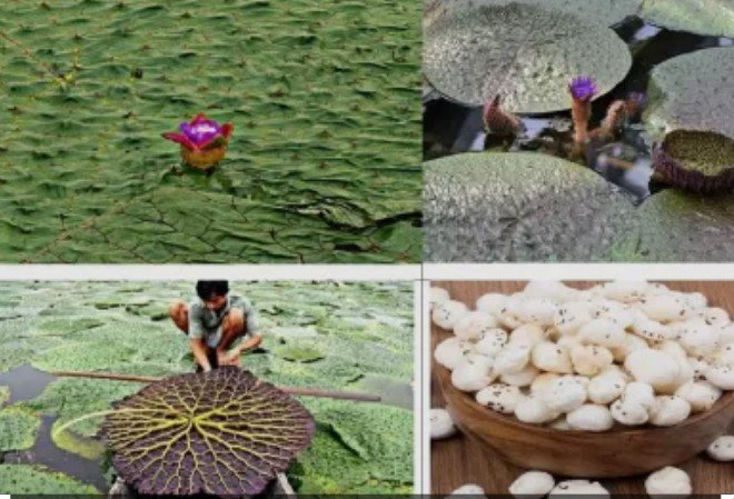 छत्तीसगढ़ मखाना बोर्ड के तहत किसानों को मिलेगा प्रोत्साहन