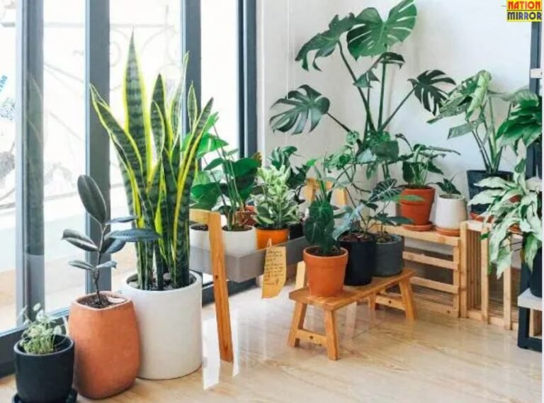 लगाएं घर में ये पौधे सुंदरता के साथ फैलेगी पॉजिटिविटी!