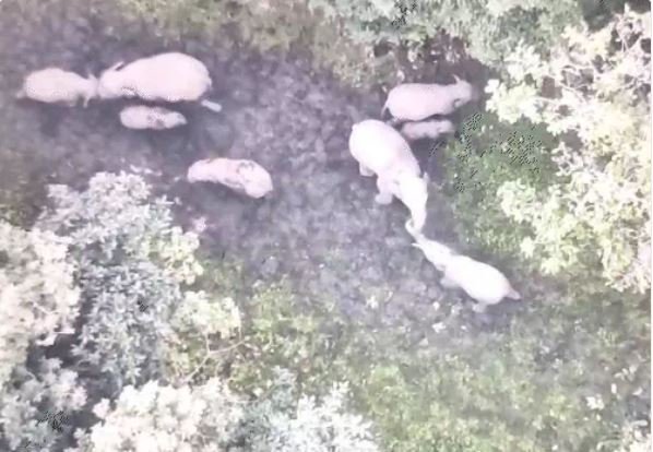 हाथियों का ड्रोन शॉट