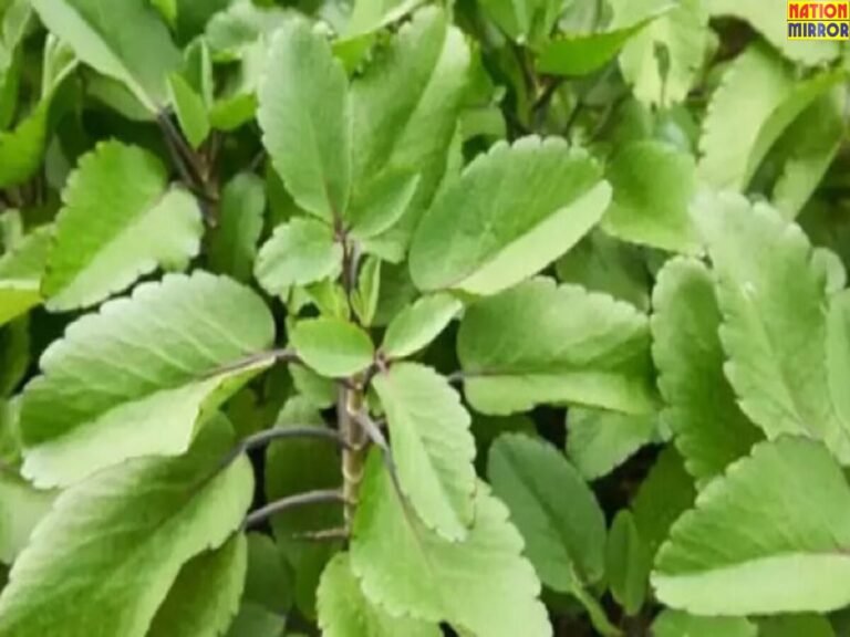 Benefits Of Patharchatta: पत्थरचट्टा एक ऐसा पौधा, पीरियड्स से लेकर पत्थरी में मिलेगी राहत!