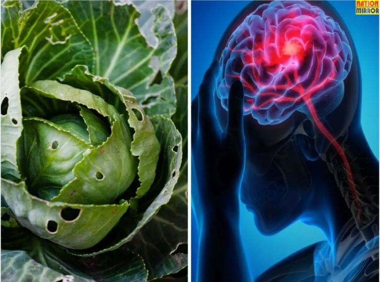 Eating Cabbage Can Cause Death पत्तागोभी से हो सकती है बीमारी
