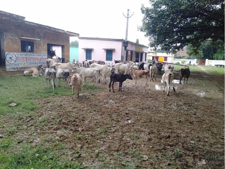 Farmers Initiative Stray Cattle
