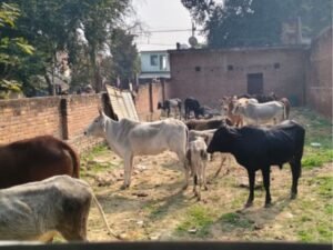 किसानों ने चंदा जमाकर अन्ना गोवंशों को पकड़कर गोशाला भेजने की व्यवस्था की