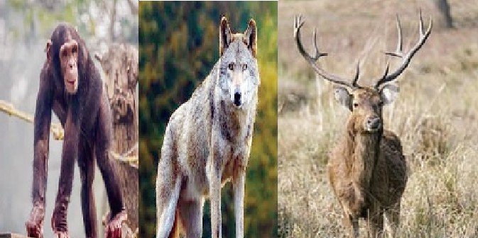 ग्वालियर: टाइगर के बदले गांधी प्राणी उद्यान में नए मेहमान