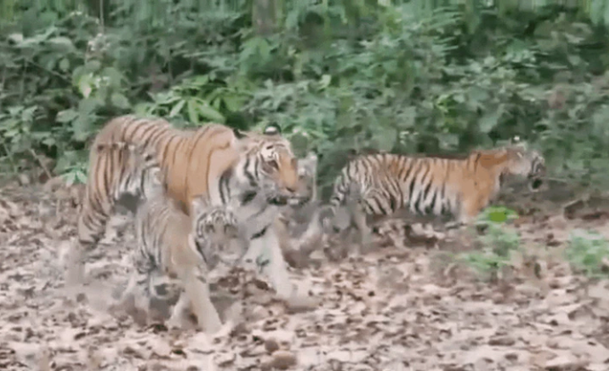 टाइगर फेमली