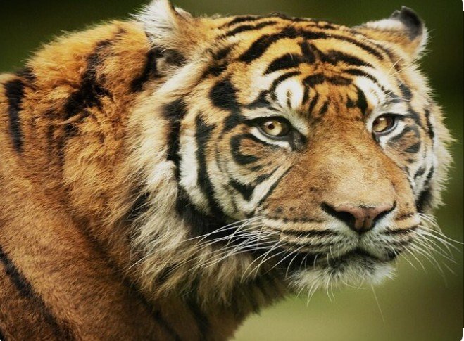 Operation Wild Trap-2 MP 2025: शिकारियों पर होगी सख्त कार्रवाई