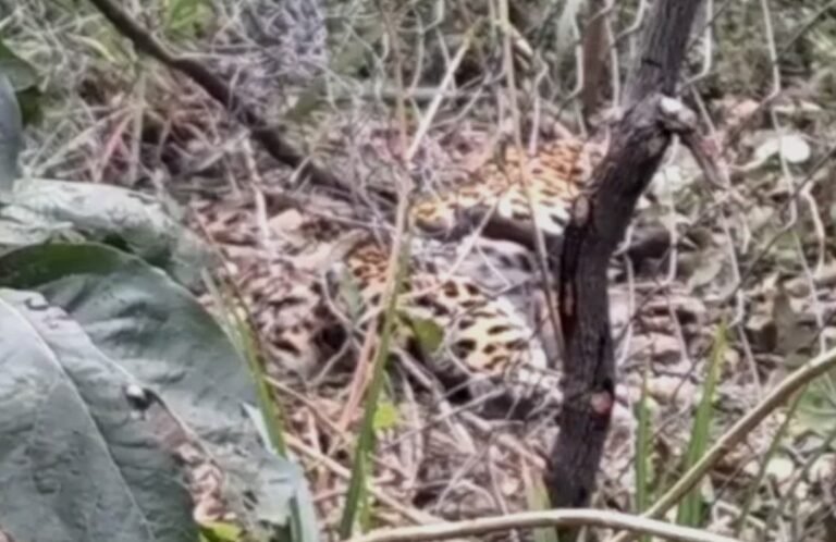 leopard death narsinghpur वन विभाग की व्यवस्था पर उठे सवाल