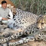 Cheetah Gamini Cubs Kuno