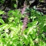 पेट, जोड़ों और त्वचा को रखना चाहते हैं ठीक तो घर पर ज़रूर उगायें यह 3 औषधीय पौधे