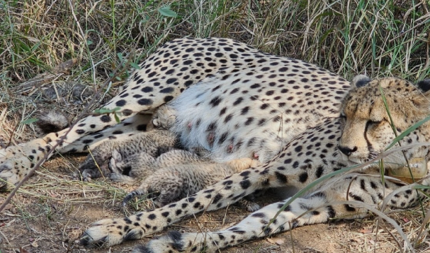 कूनो में किलकारी