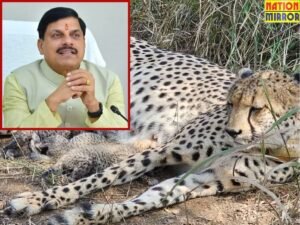 गामिनी ने दिए तीन शावक CM डॉ मोहन ने जताई खुशी