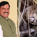 Kuno National Park: मादा चीता आशा बनी मां, CM ने जताया गर्व.