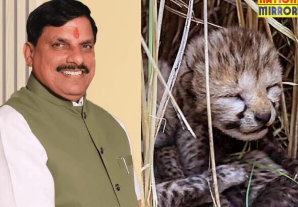 Kuno National Park: मादा चीता आशा बनी मां, CM ने जताया गर्व.