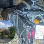 Haldwani elephant accident