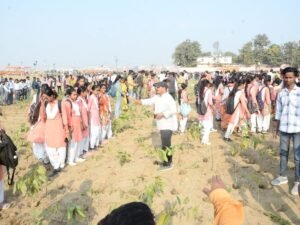 1 घंटे में 245103 पौधे लगाए