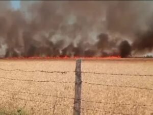 200 बीघा फसल जली