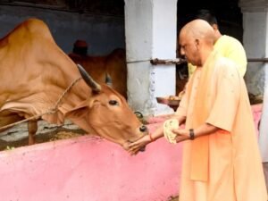 CM योगी ने गायों को गुड़ और चारा खिलाया