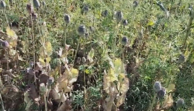 अफीम की खेती