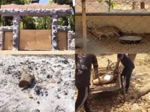 आवारा कुत्तों के हमले से 15 हिरणों की मौत