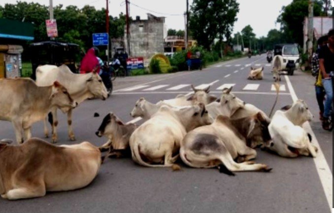 आवारा मवेशी