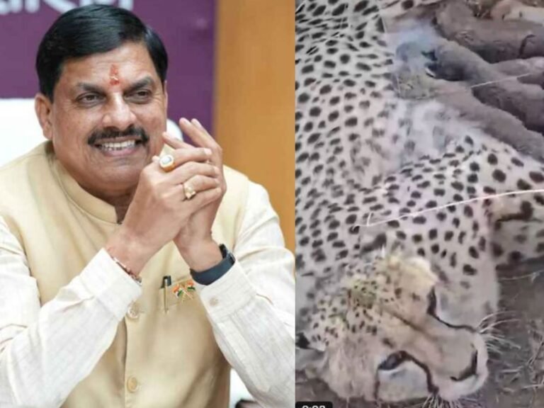 कूनो नेशनल पार्क में ज्वाला चीता ने 5 शावकों को जन्म,CM डॉ मोहन ने जताई खुशी