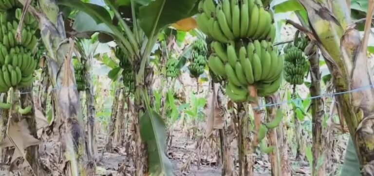 केले की खेती