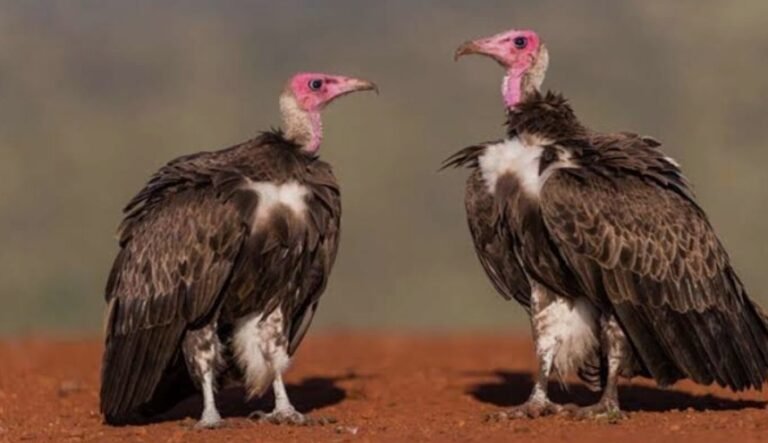 mp vulture census 2026 vulture count crosses 14000