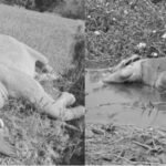 दो हाथियों के शव मिले