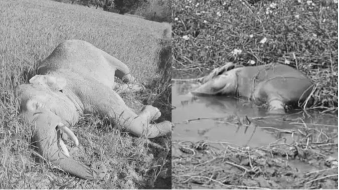 दो हाथियों के शव मिले