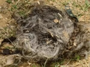 बालों में फंसा कान का झुमका