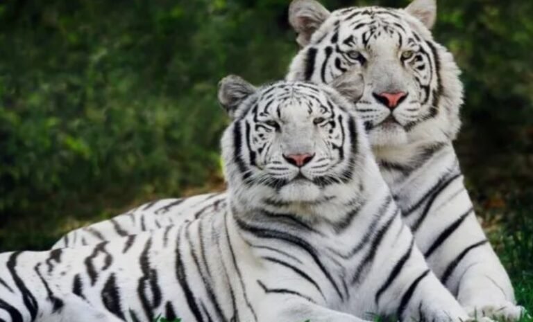 सफेद टाइगर