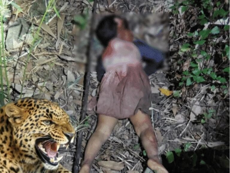 Leopard attack in Pauri