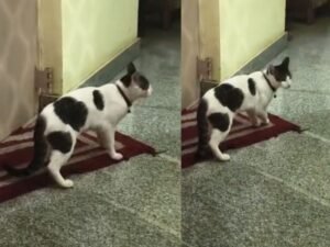 बिल्ली को किया प्रेग्नेंट