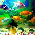 Lucky Fish Vastu tips