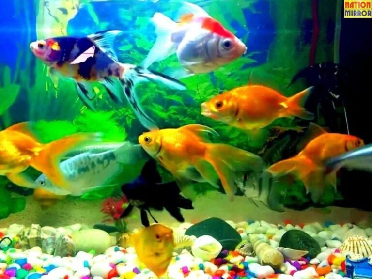 Lucky Fish Vastu tips